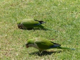 Parakeets grazing on the lawn