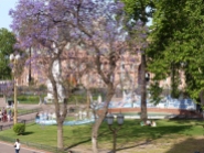 Beautiful Jacaranda Trees in bloom were all over the city