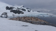 Here was saw our first colony on the Gentoo penguins