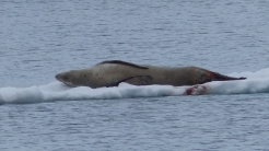 Another Crabeater seal lying on the ice