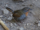 Friendly little Chucao birds, reminiscent of our Robins, hopped around the path as we walked in to see the glacier