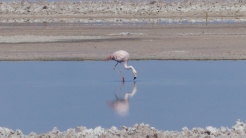 Although there were only a smattering of flamingos