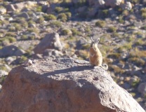 We were excited to see a little group of vizcachas, one of the few mammals that live in this arid environment at these heights