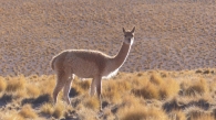 We also enjoyed watching the many vicuñas