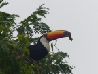 Toucan caught with a bit of leaf in it's mouth