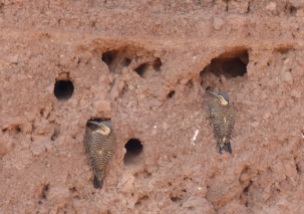 Andean woodpeckers nesting in mud walls