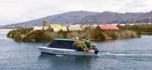 Bringing a harvest of new reeds to town - new reeds constantly have to be laid down to maintain the islands