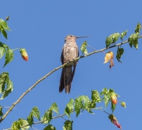 This White-bellied Hummingbird was a resident at our hostal in Sucre, Bolivia...