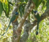 We spied this pair of Amazonian Motmots quite unexpectedly in the distance to the side of the road when we pulled off for a break one morning