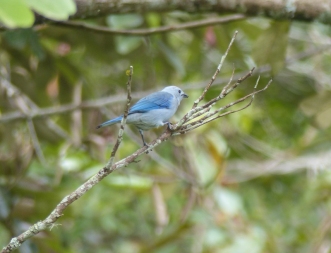 Blue-grey Tanagers are very common in Colombia