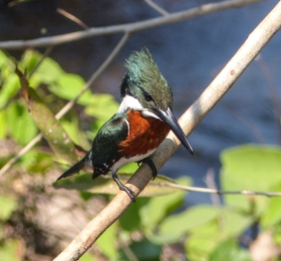 Male Amazon Kingfisher