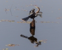 Our first sighting of an Anhinga in the Pantanal