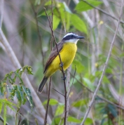 Kiskadees, both Great and Lesser, are widespread. The Great Kiskadee has a very distinct call that can be heard throughout northern South America