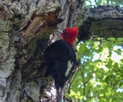 We were lucky to see this male Magellanic Woodpecker down in Tierra del Fuego where the Andes begin