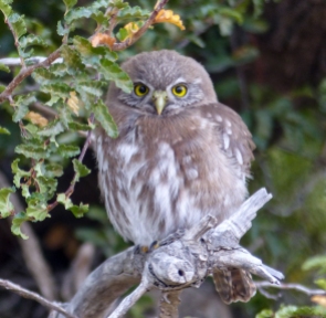 We spent a long time enjoying this Austral Pygmy Owl in a campsite in the Torres del Paine, Chile